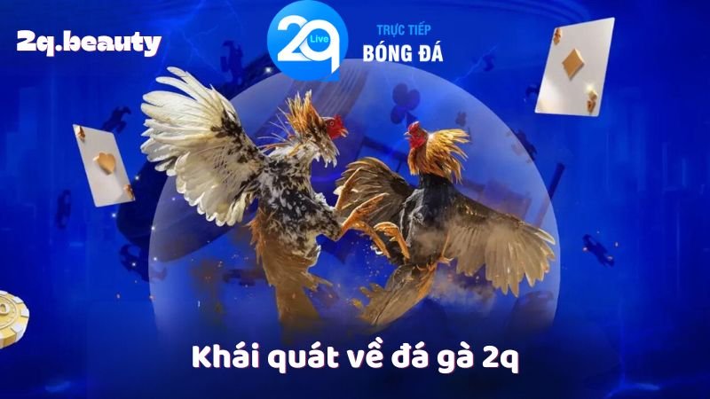 Đá Gà 2Q – Trải Nghiệm Đỉnh Cao Cùng Niềm Đam Mê 1 Khái quát về đá gà 2q